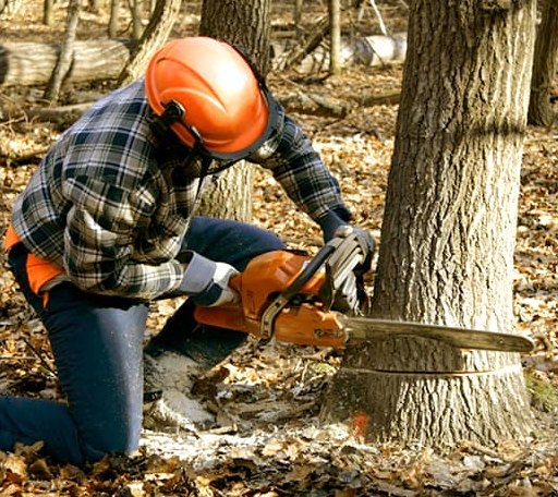 Tree Removal in Vandalia, MI